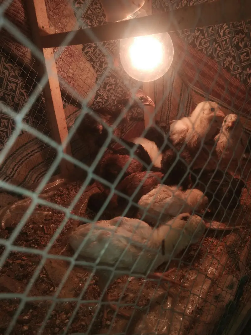 pure dragon and shamo chicks available 03294325545 — photo 2