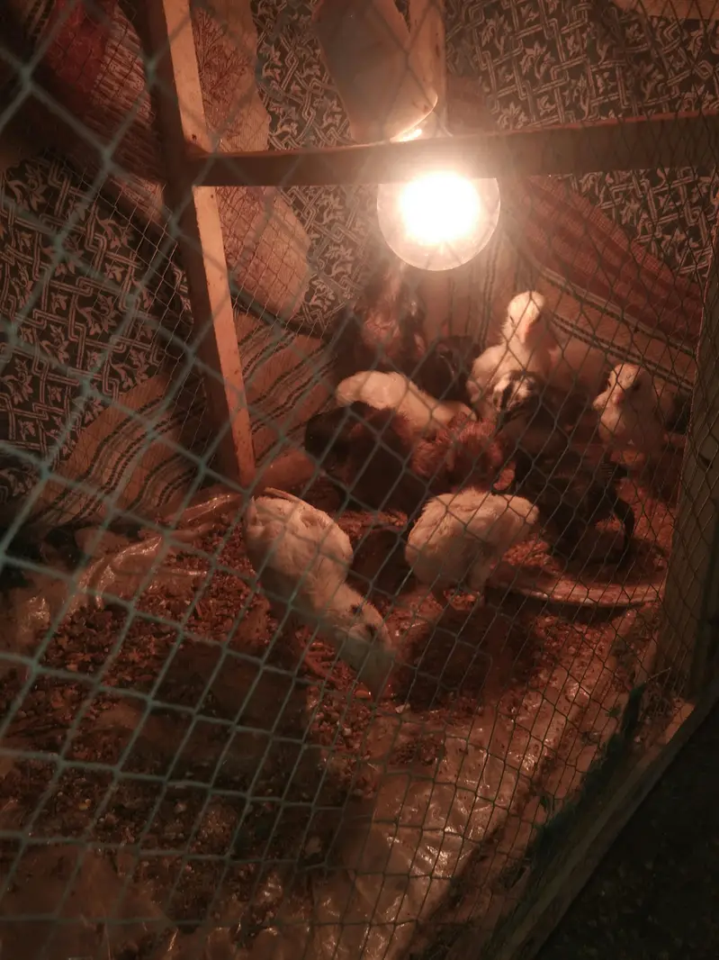 pure dragon and shamo chicks available 03294325545 — photo 3