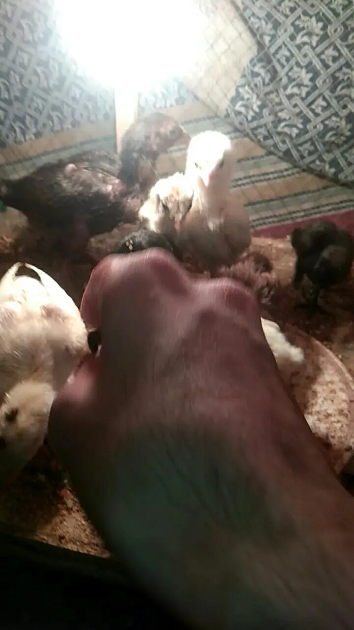 pure dragon and shamo chicks available 03294325545 — photo 4