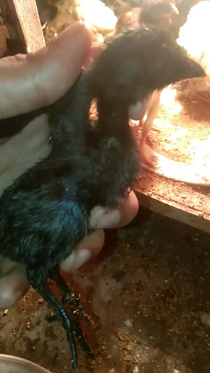 pure dragon and shamo chicks available 03294325545 — photo 5