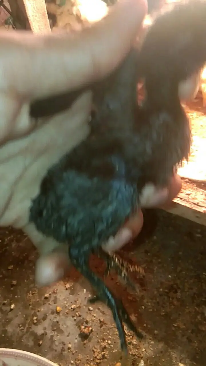 pure dragon and shamo chicks available 03294325545 — photo 6