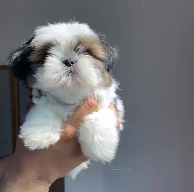 SHIHTZU AND HUSKY PUPPIES AVAILABLE