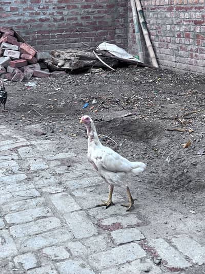 Aseel hera hen with chicks