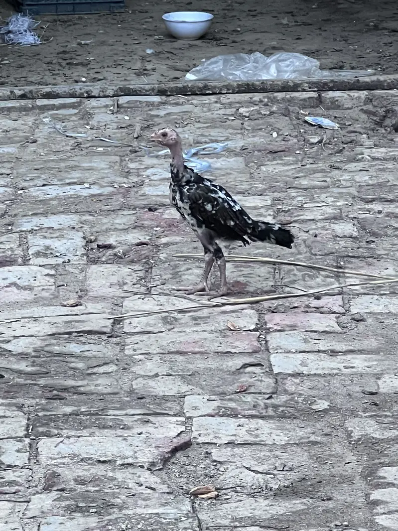 Aseel hera hen with chicks — photo 2