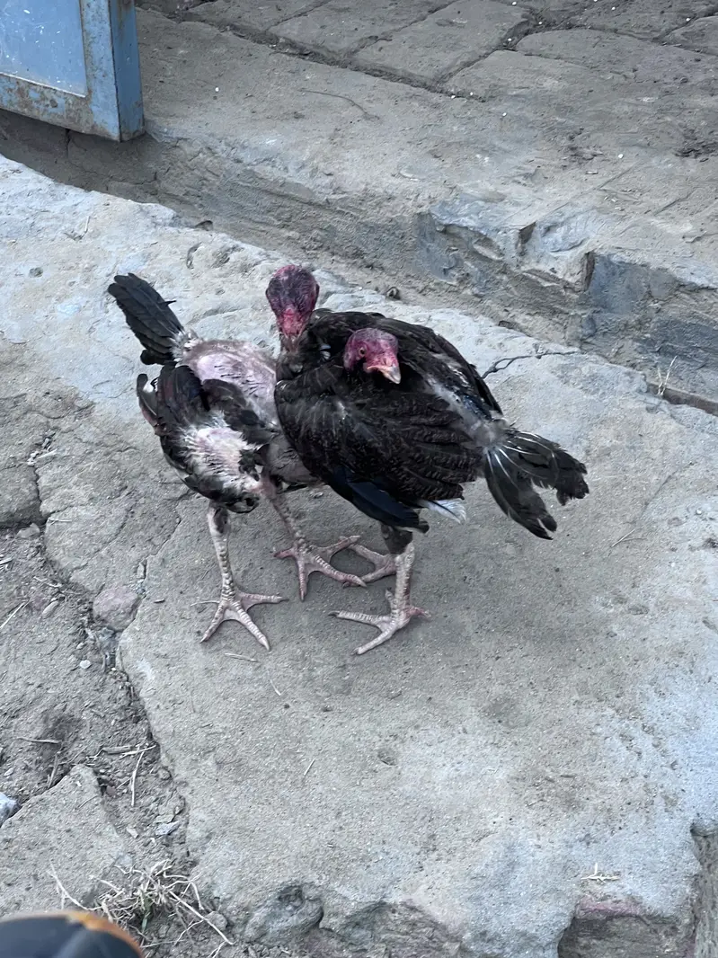Aseel hera hen with chicks — photo 3