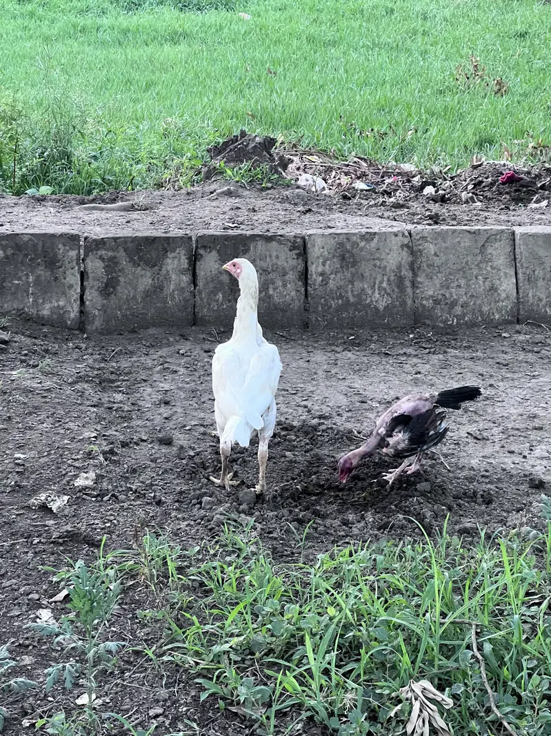 Aseel hera hen with chicks — photo 4