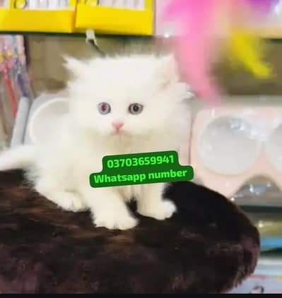 ( Persian Female Kitten ) For sale Contact WhatsApp