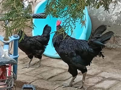 Australorp Trio for sale 1+2
