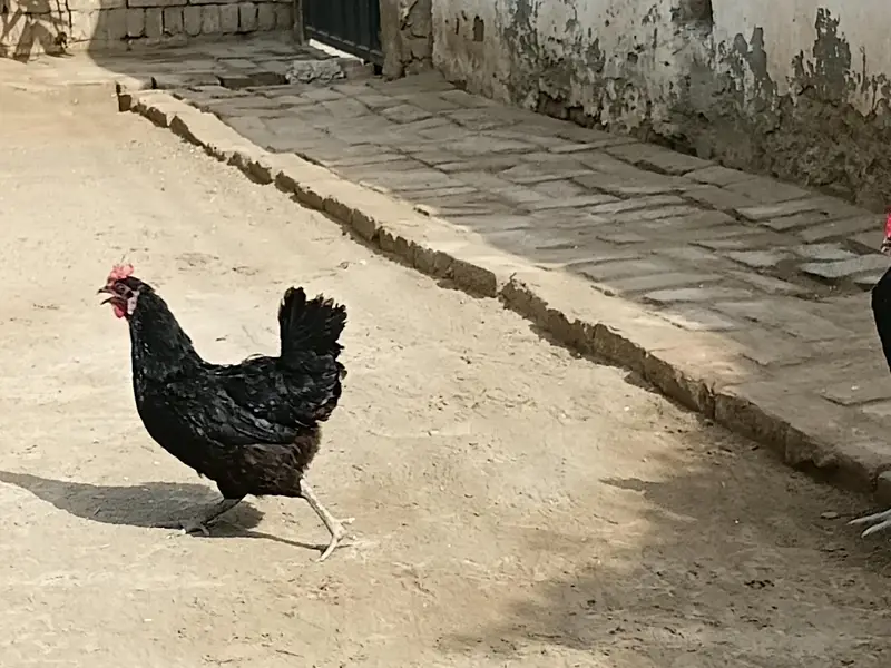 Australorp Trio for sale 1+2 — photo 2