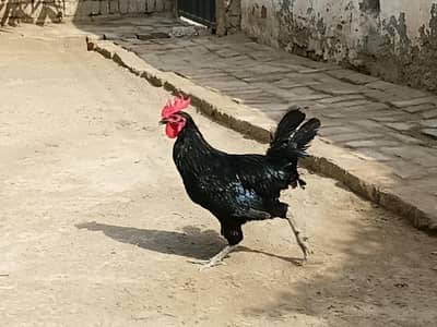 Australorp rooster
