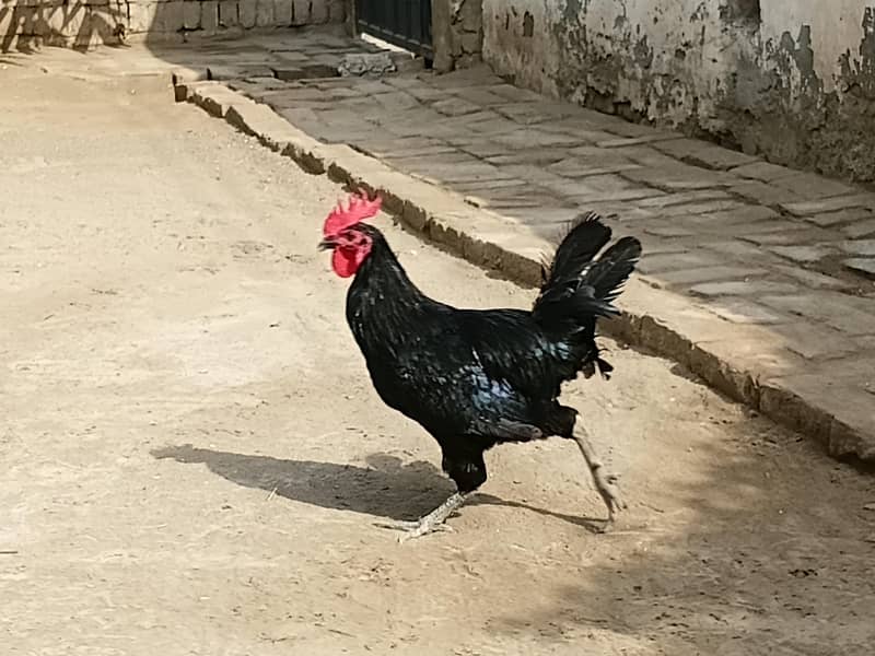 Australorp rooster 0