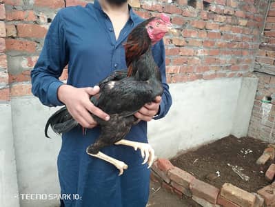 Imported Aseel