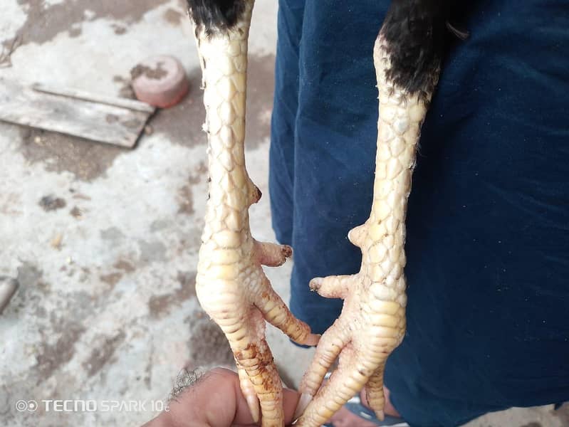 Imported Aseel 2