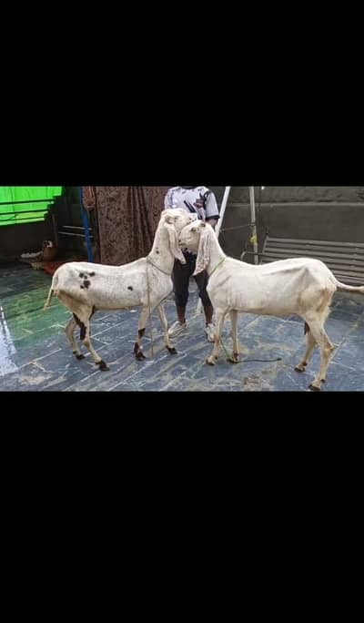 goat urgent for sale what's up number 0313 1498841