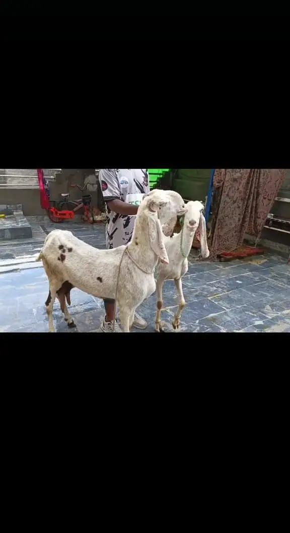 goat urgent for sale what's up number 0313 1498841 — photo 2
