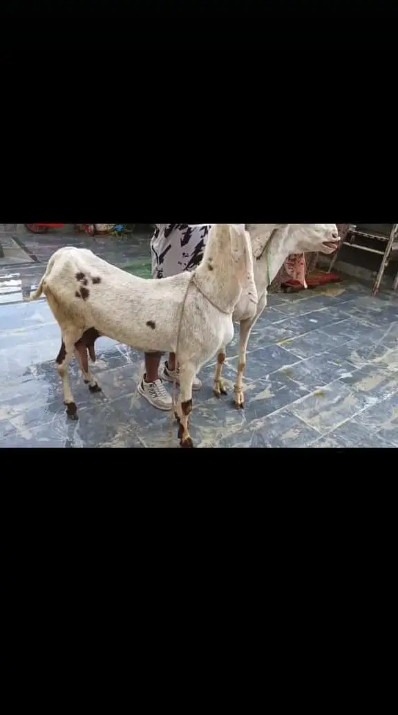 goat urgent for sale what's up number 0313 1498841 — photo 3