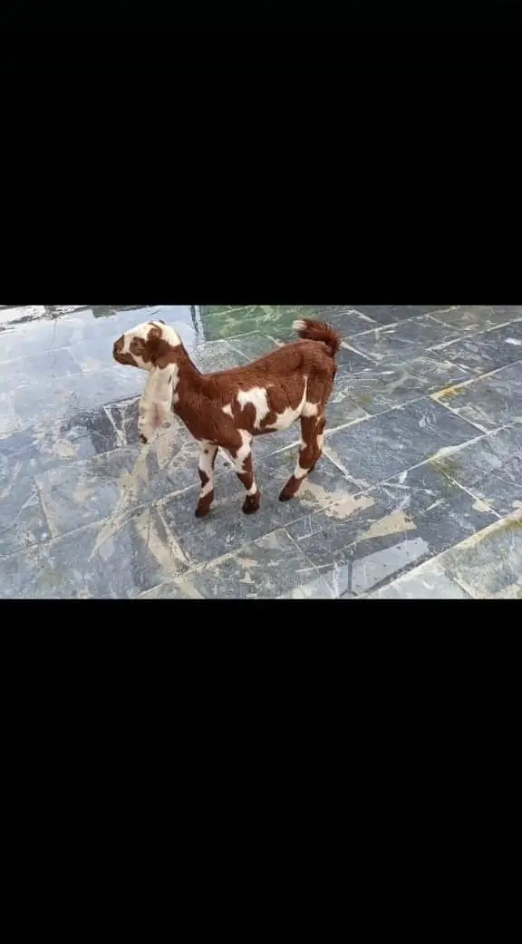 goat urgent for sale what's up number 0313 1498841 — photo 4