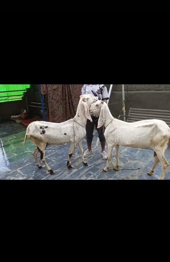 goat urgent for sale what's up number 0313 1498841 — photo 5