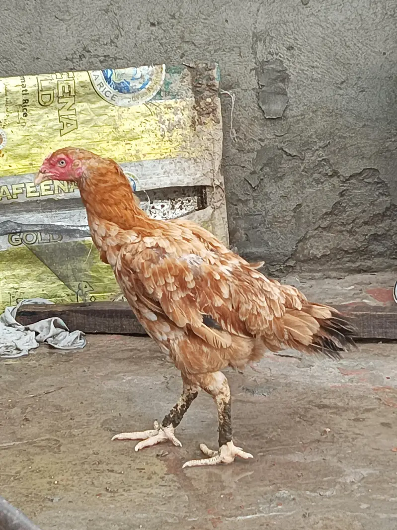 aseel hen — photo 3