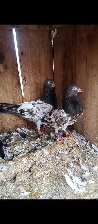 teddy pair for sale whit 1 chiks 0315-1702878