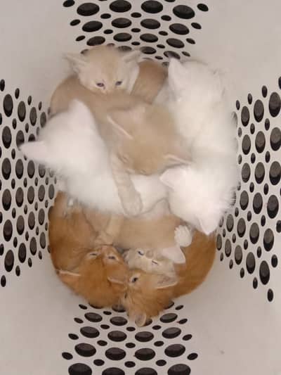 Persian kittens for Sale