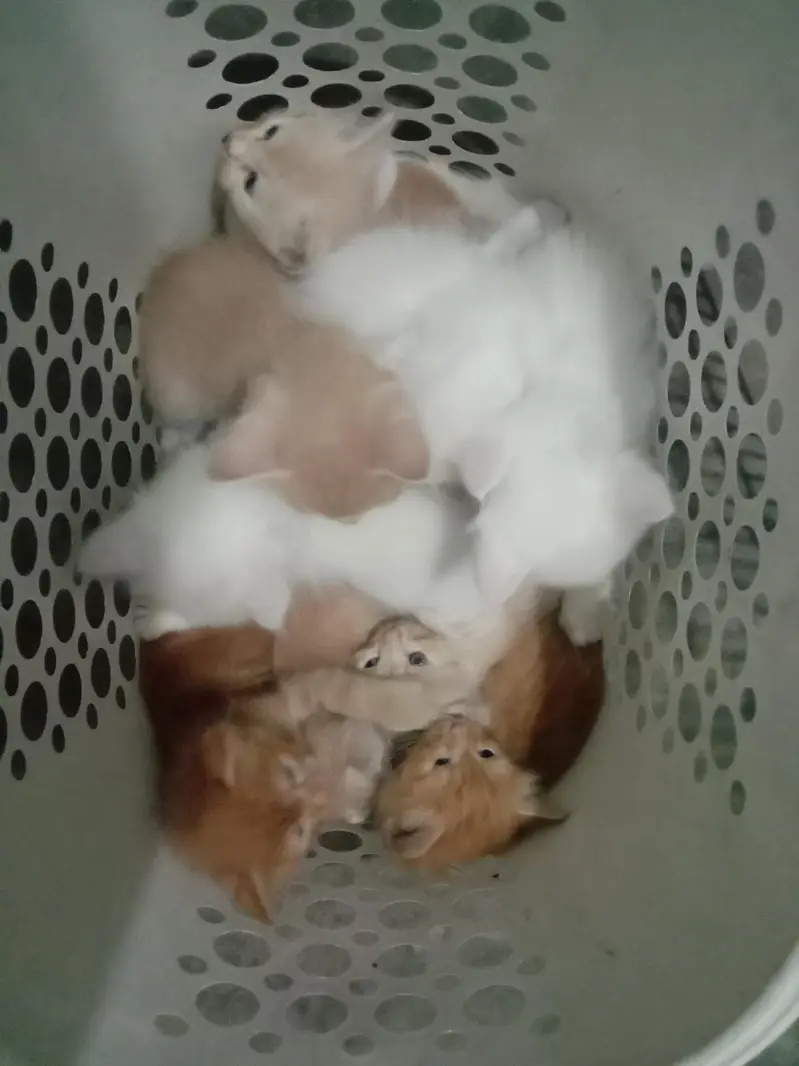 Persian cats/kittens for Sale — photo 2