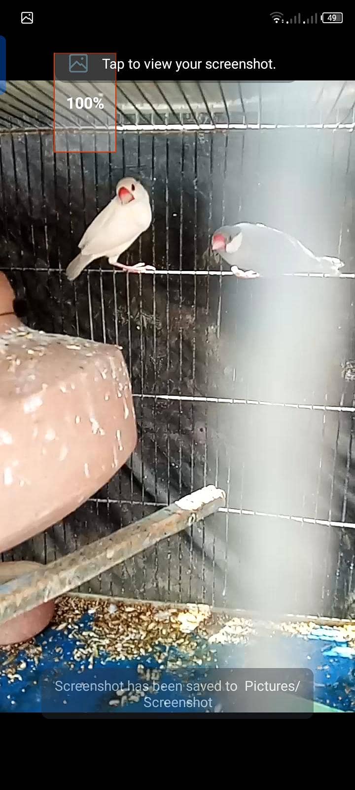 fawn java,opal, silver  for sell 0