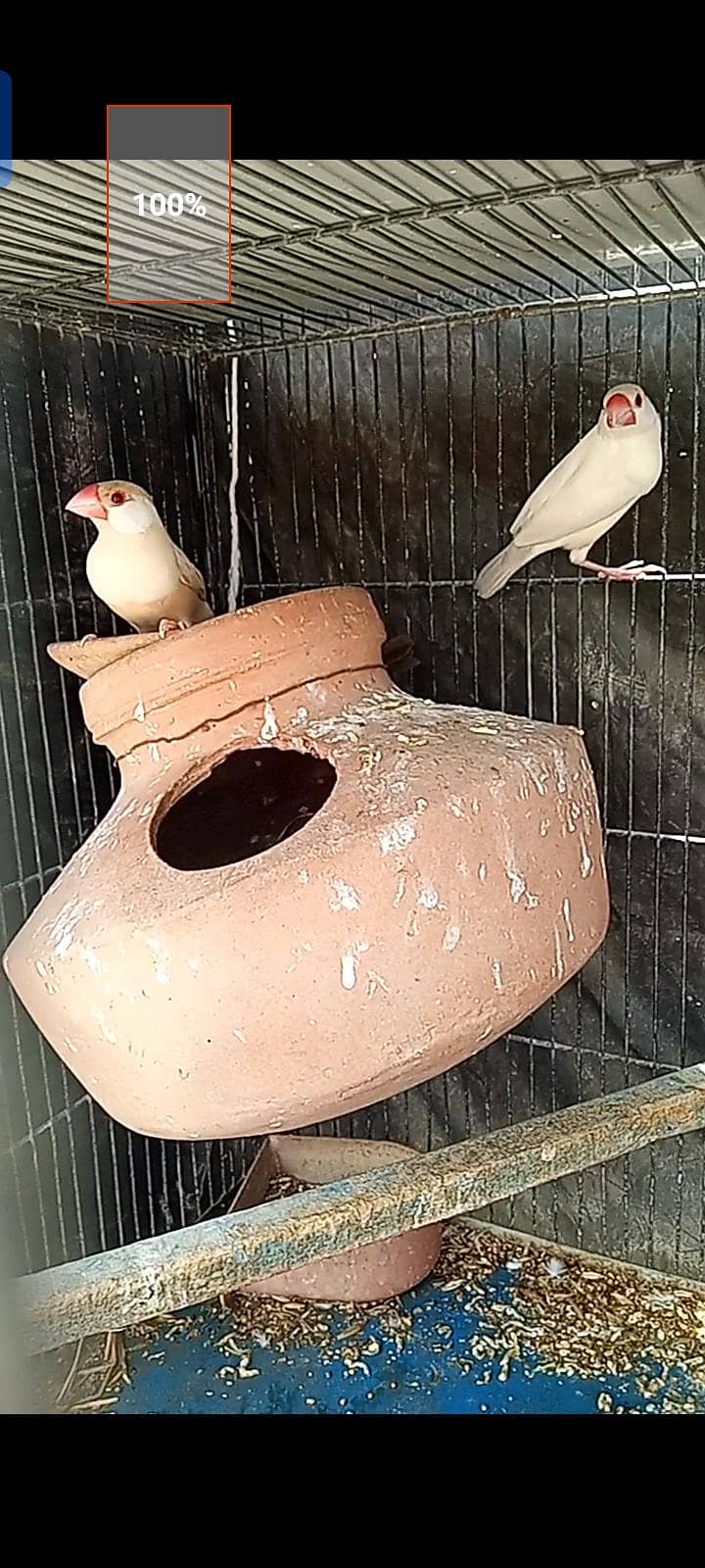 fawn java,opal, silver  for sell 1