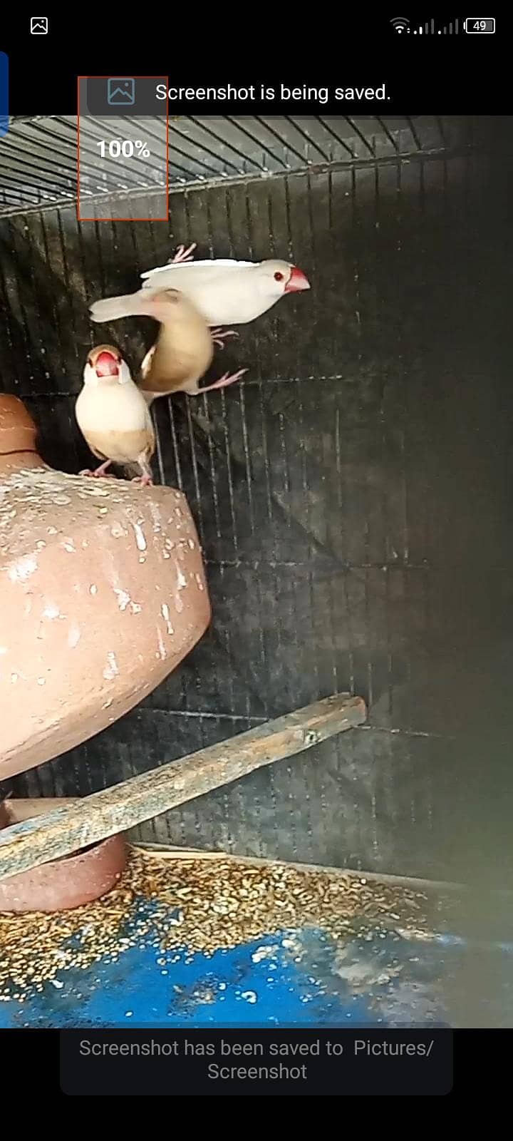 fawn java,opal, silver  for sell 2