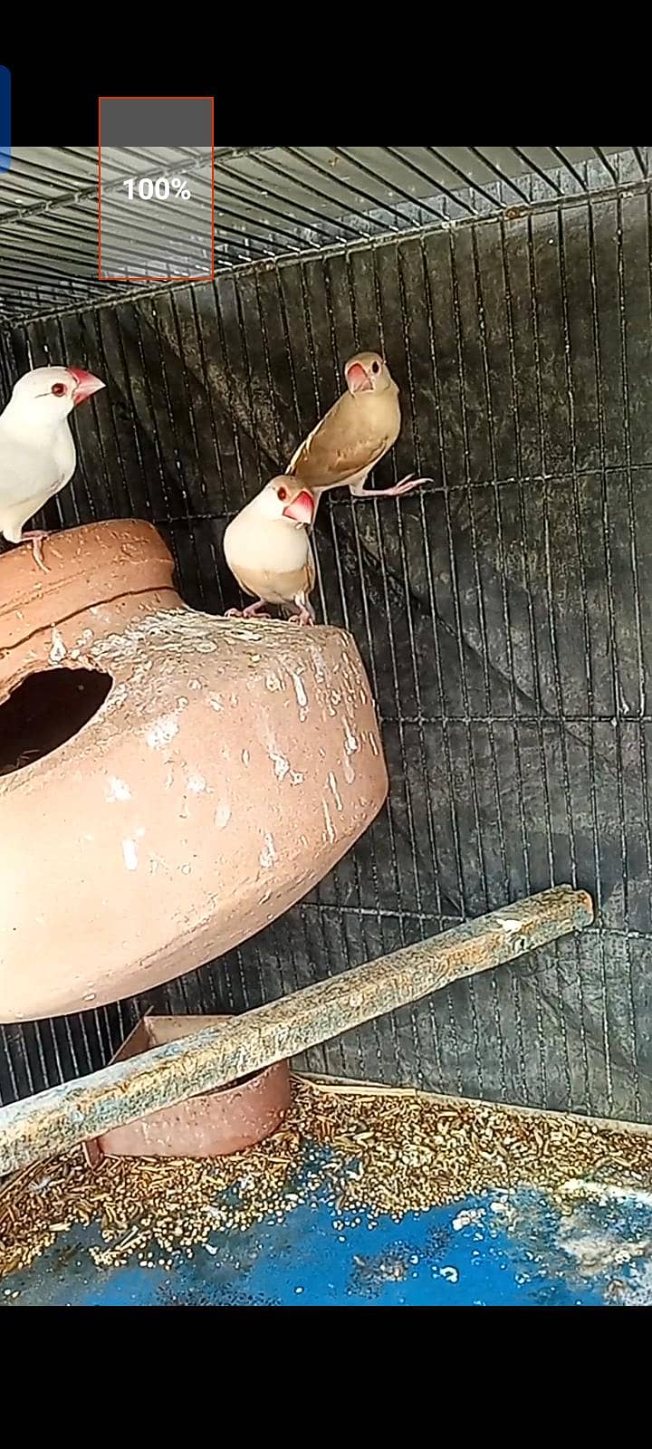 fawn java,opal, silver  for sell 3