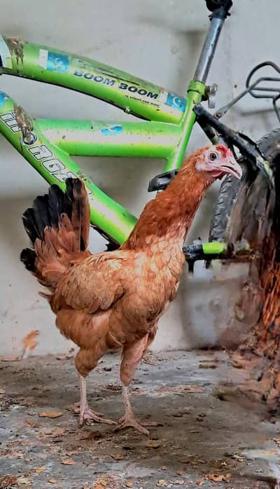 3 misri chicks and 2 eggs lying misri hens for sell