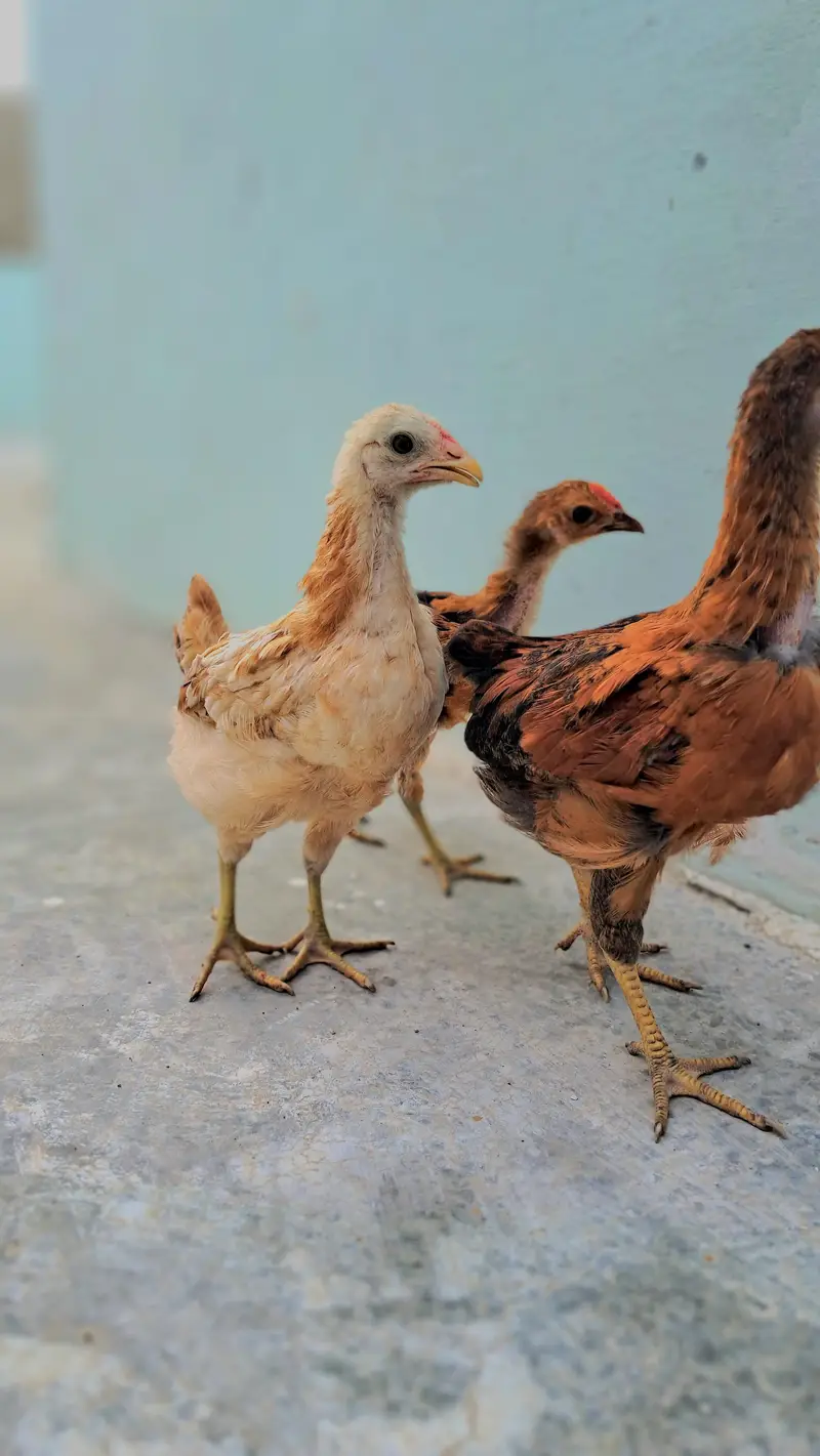 3 misri chicks and 2 eggs lying misri hens for sell — photo 2