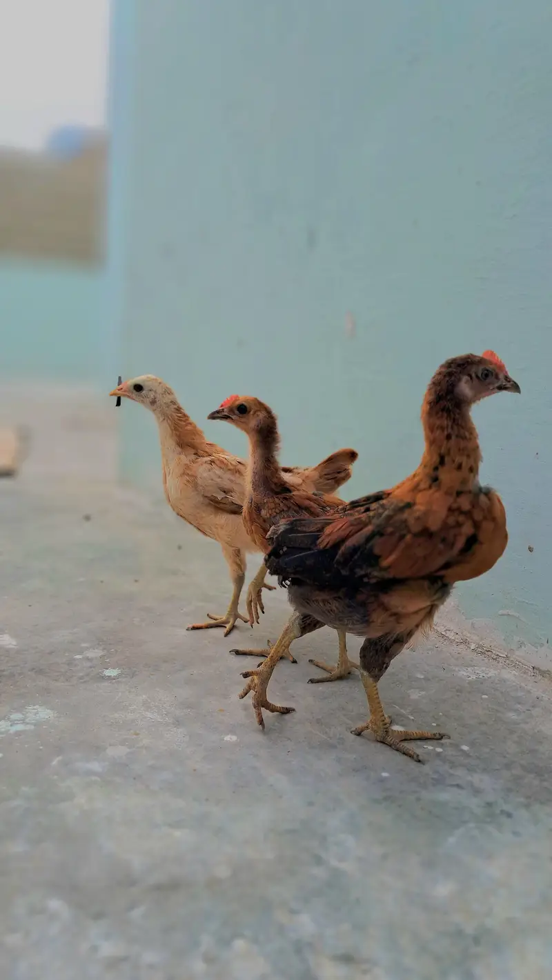 3 misri chicks and 2 eggs lying misri hens for sell — photo 3