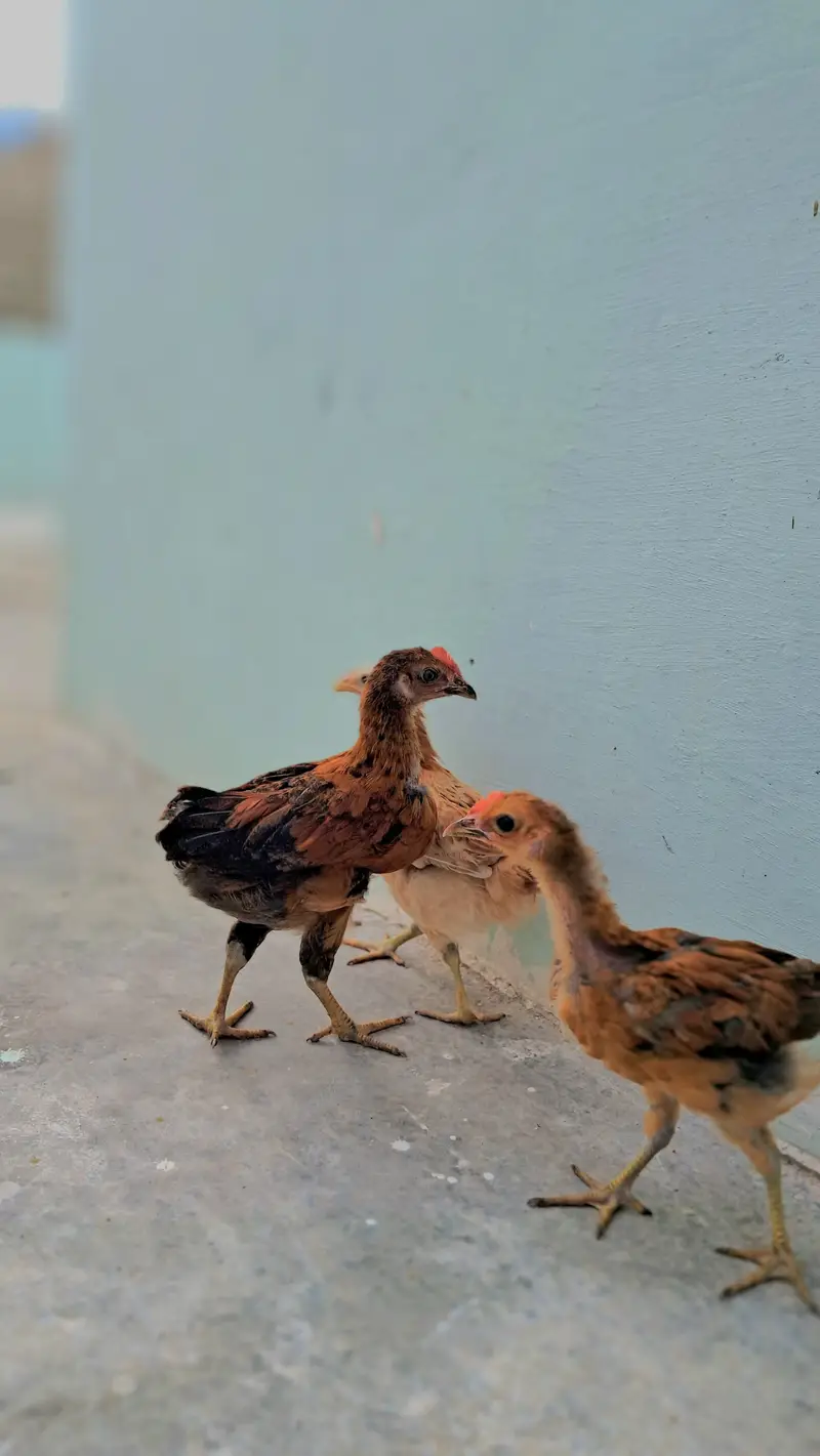 3 misri chicks and 2 eggs lying misri hens for sell — photo 4