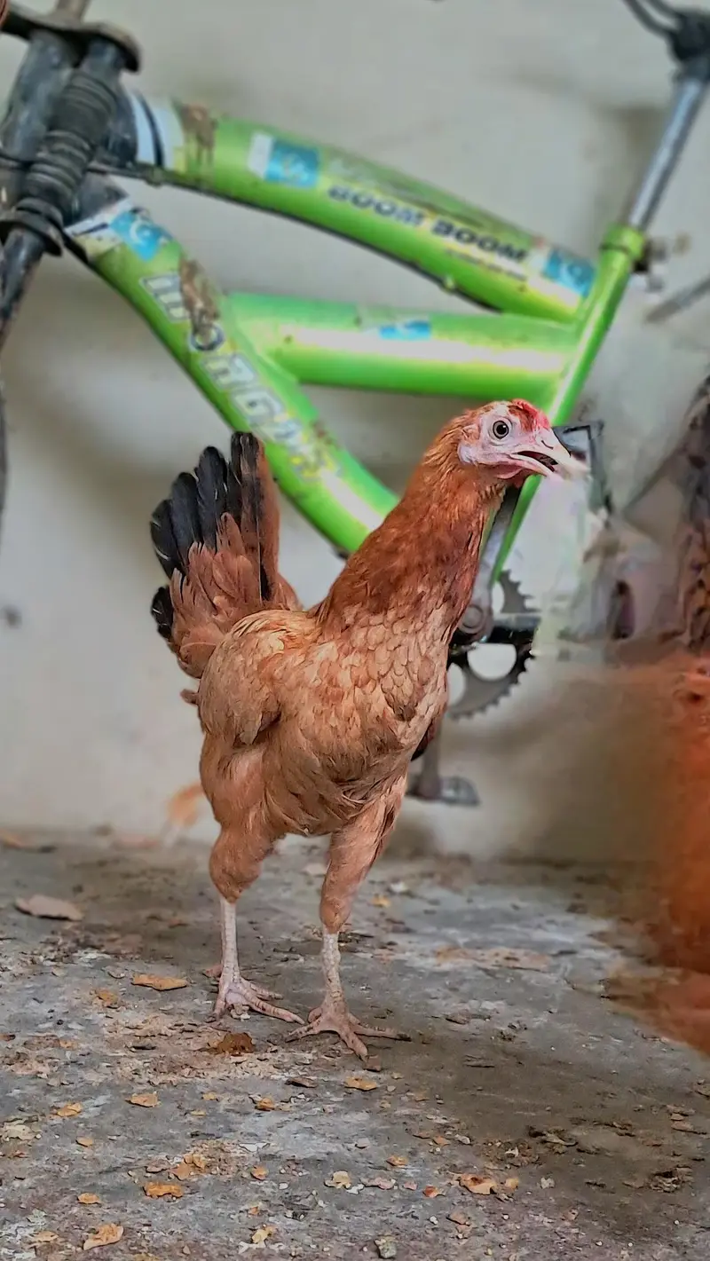 3 misri chicks and 2 eggs lying misri hens for sell — photo 5