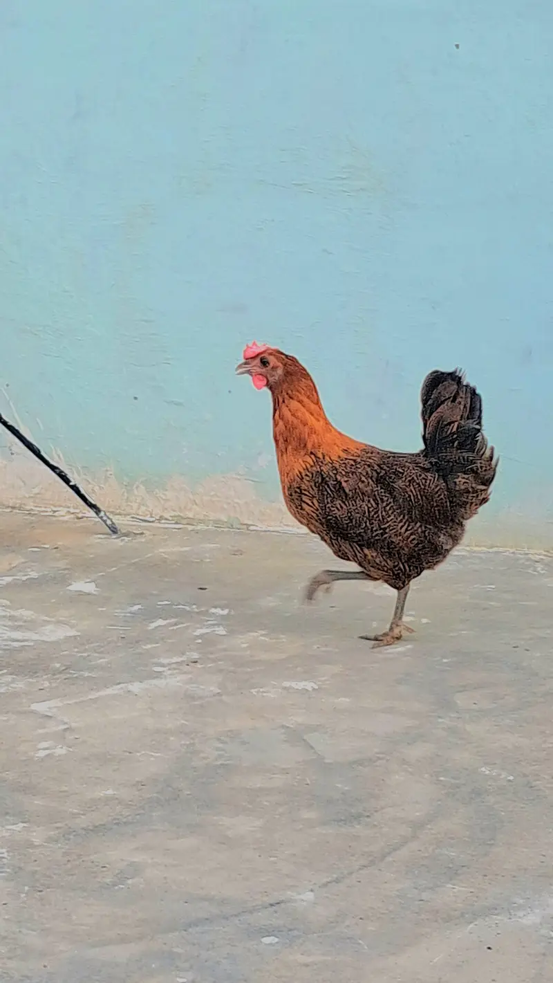 3 misri chicks and 2 eggs lying misri hens for sell — photo 6