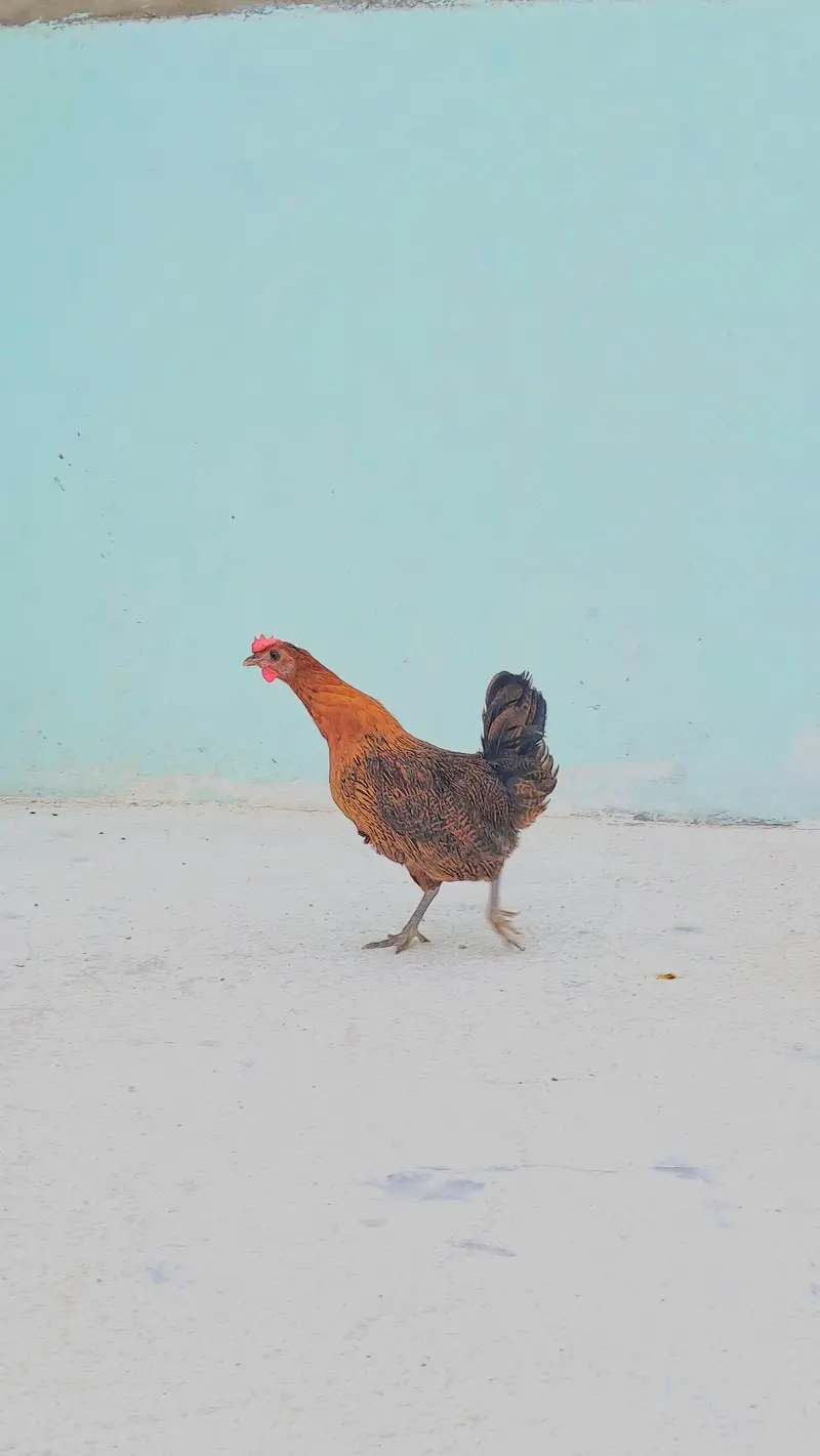 3 misri chicks and 2 eggs lying misri hens for sell — photo 7