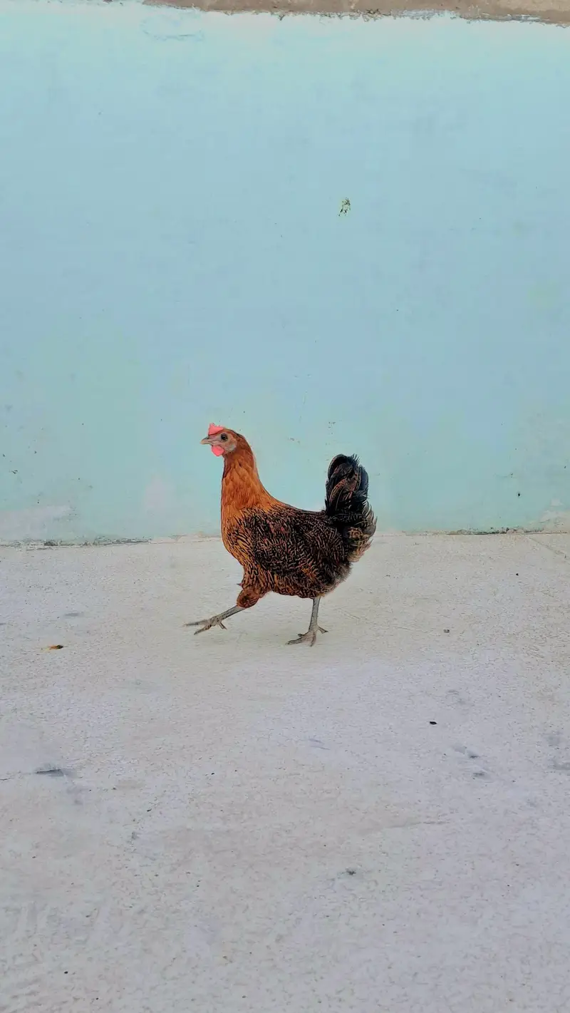 3 misri chicks and 2 eggs lying misri hens for sell — photo 8