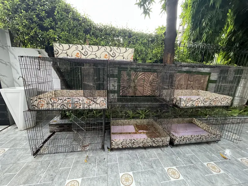 Hens cage 3 by 2 by 2 — photo 2