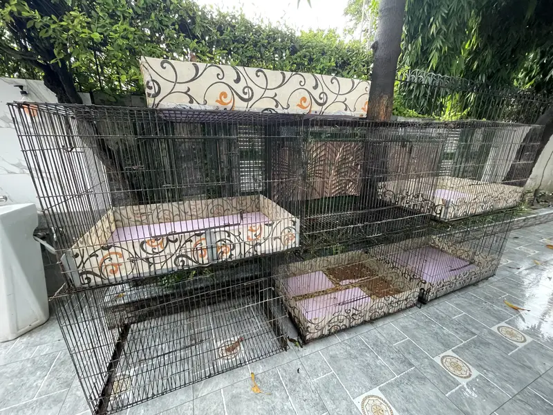Hens cage 3 by 2 by 2 — photo 4
