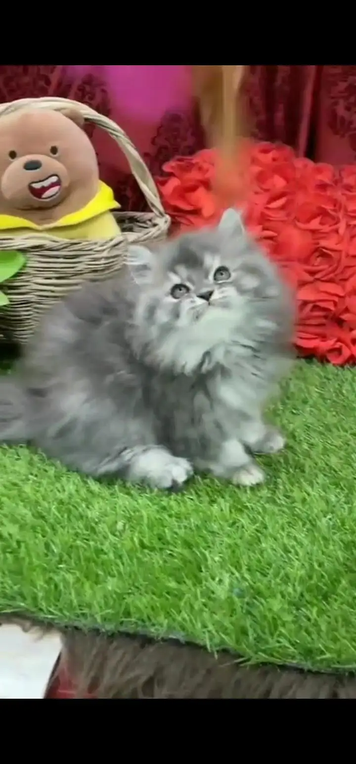 Quality Persian Punch face cat & kittens 03495425573 WhatsApp — photo 3