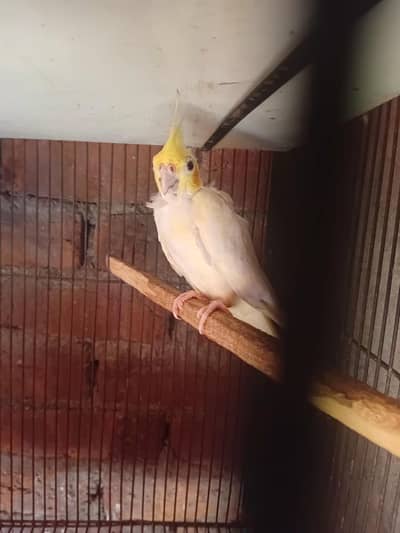 Breeder Cockatiel Female Parrot For Sale (Whatsapp 03225296432)