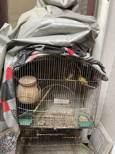 2 cage or 3 Australian parrot