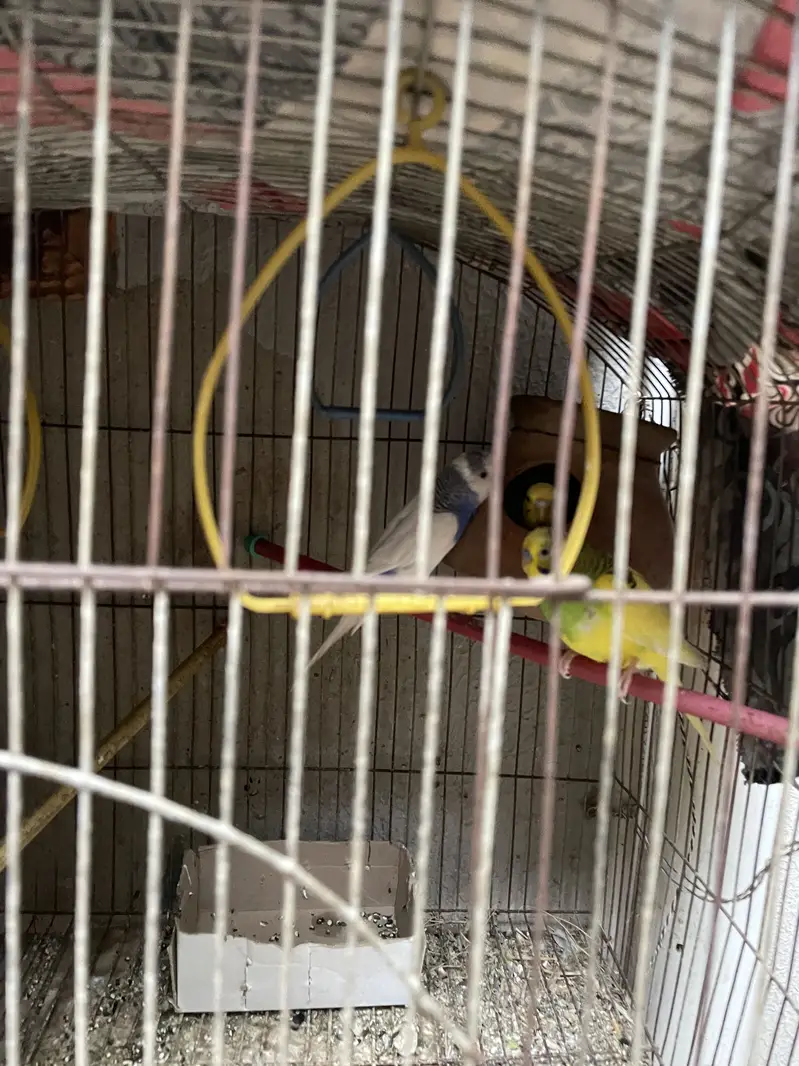 2 cage or 3 Australian parrot — photo 2