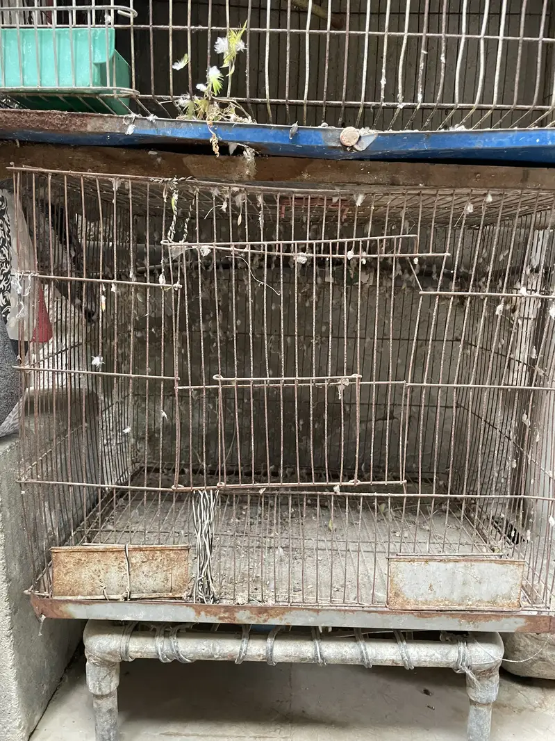2 cage or 3 Australian parrot — photo 3