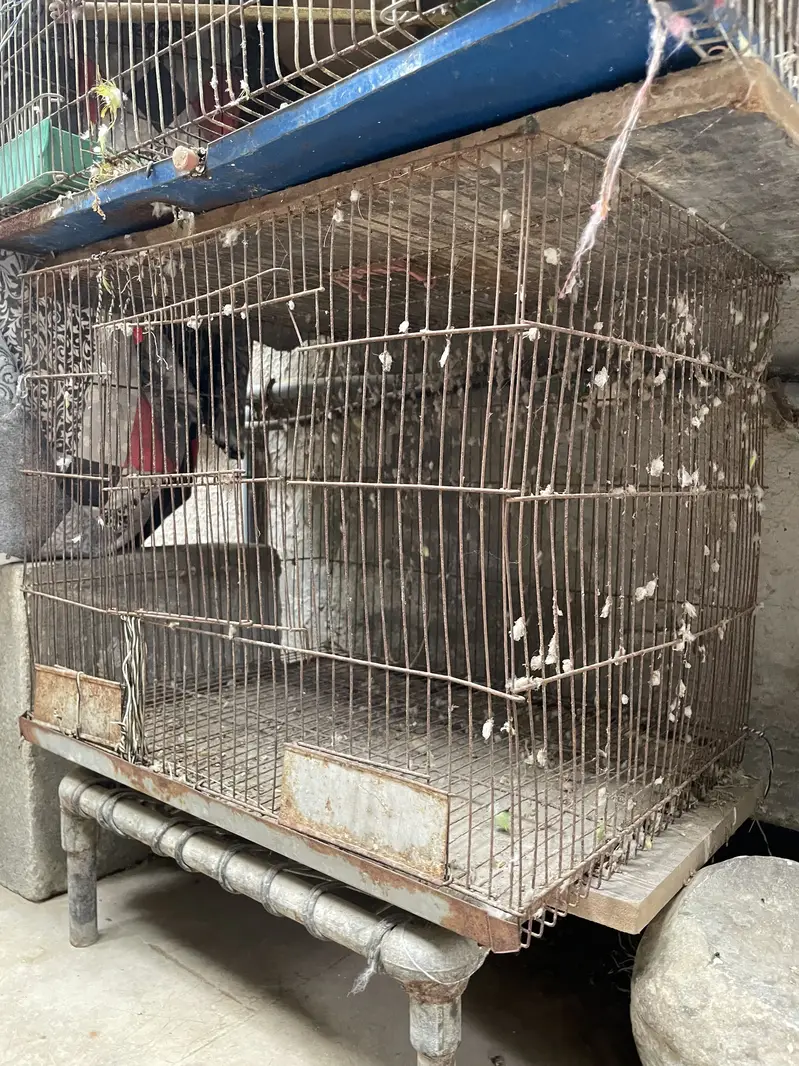2 cage or 3 Australian parrot — photo 4