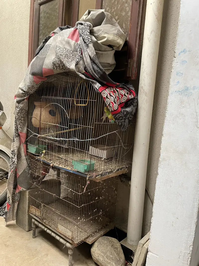 2 cage or 3 Australian parrot — photo 5