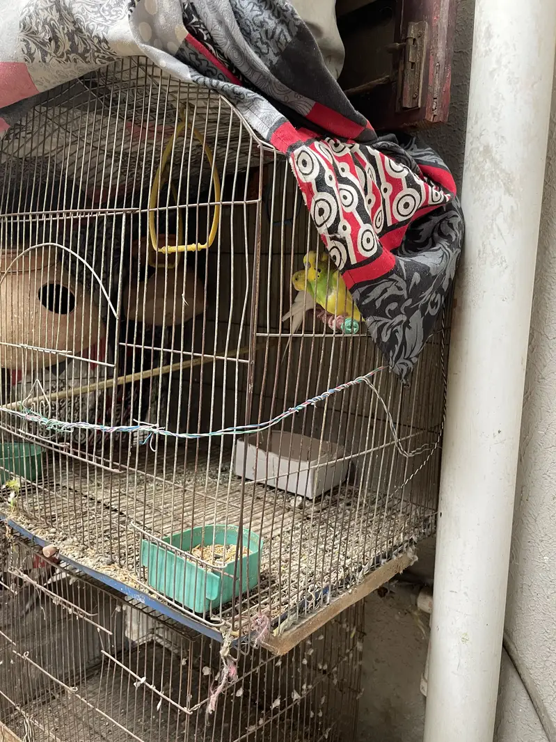 2 cage or 3 Australian parrot — photo 6