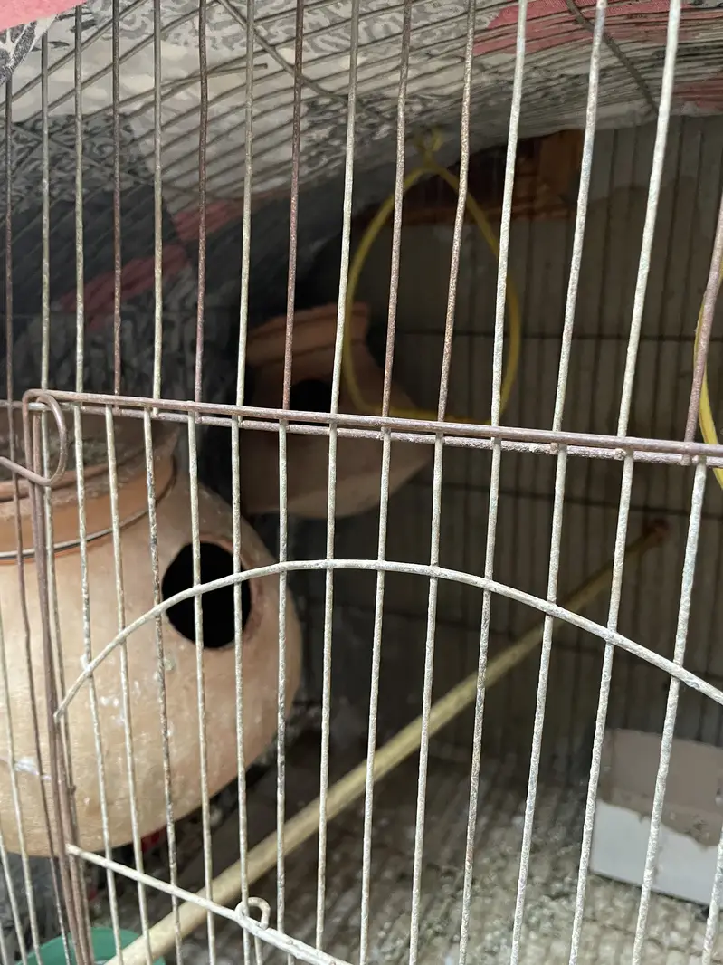 2 cage or 3 Australian parrot — photo 7