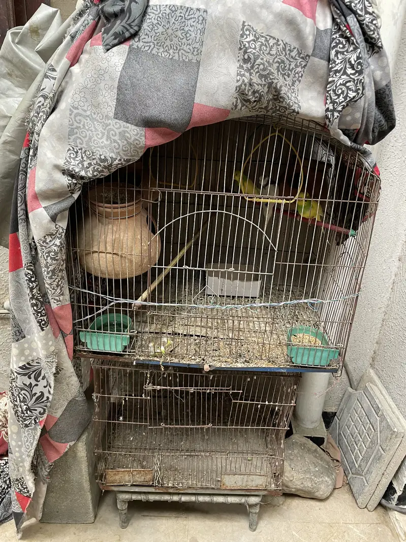 2 cage or 3 Australian parrot — photo 8